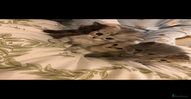 British Shorthair cats - Advert 6