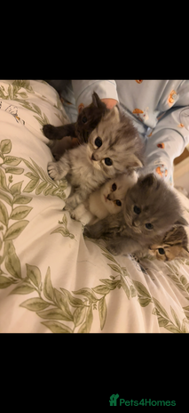British Shorthair cats 5 British Chinchilla Shorthair Mix Kittens - Advert 2