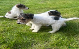 Fox Terrier dogs for sale: Fox Terrier puppies for sale - 07704995261 - Image 8
