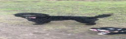 Cockapoo dogs for stud: Proven beautiful black cockapoo - Advert 5