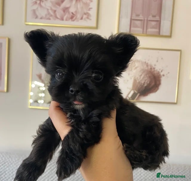Yorkshire Terrier dogs Beautiful small Biewer Yorkshire Terrier Pedigree  - Advert 1