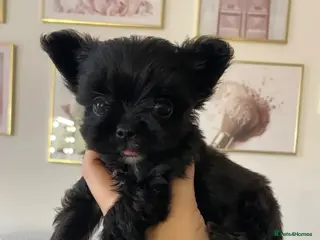 Yorkshire Terrier dogs Beautiful small Biewer Yorkshire Terrier Pedigree - Advert 1