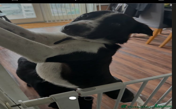 Border Collie dogs - Advert 1