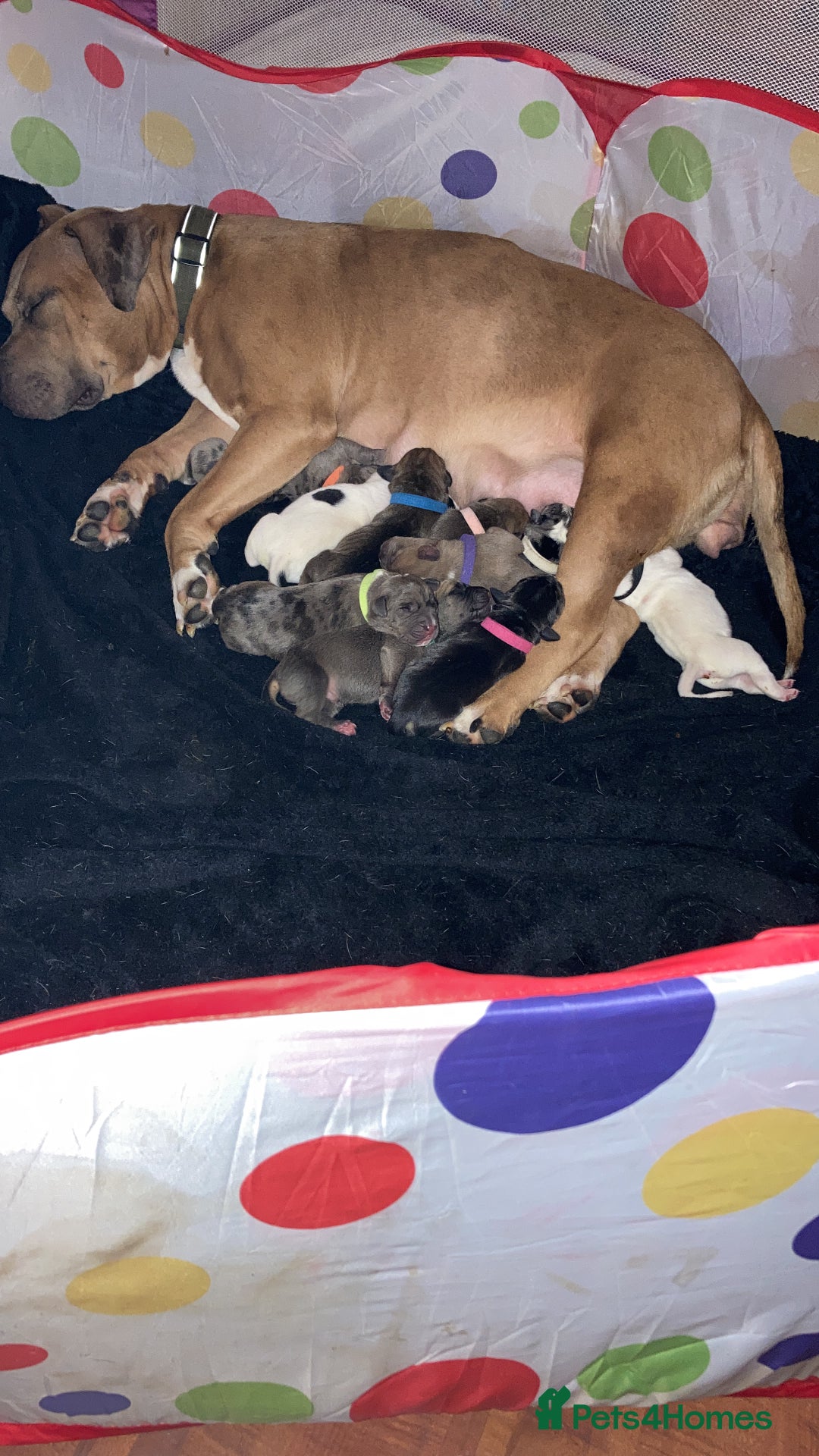 Mixed Breed dogs for sale: Mastiff x Staffy Puppies  - Advert 37