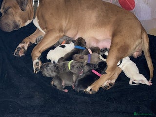Mixed Breed dogs Mastiff x Staffy Puppies - Advert 4