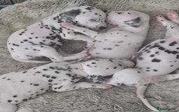 Dalmatian dogs for sale: Gorgeous dalmatian puppies  - Image 5
