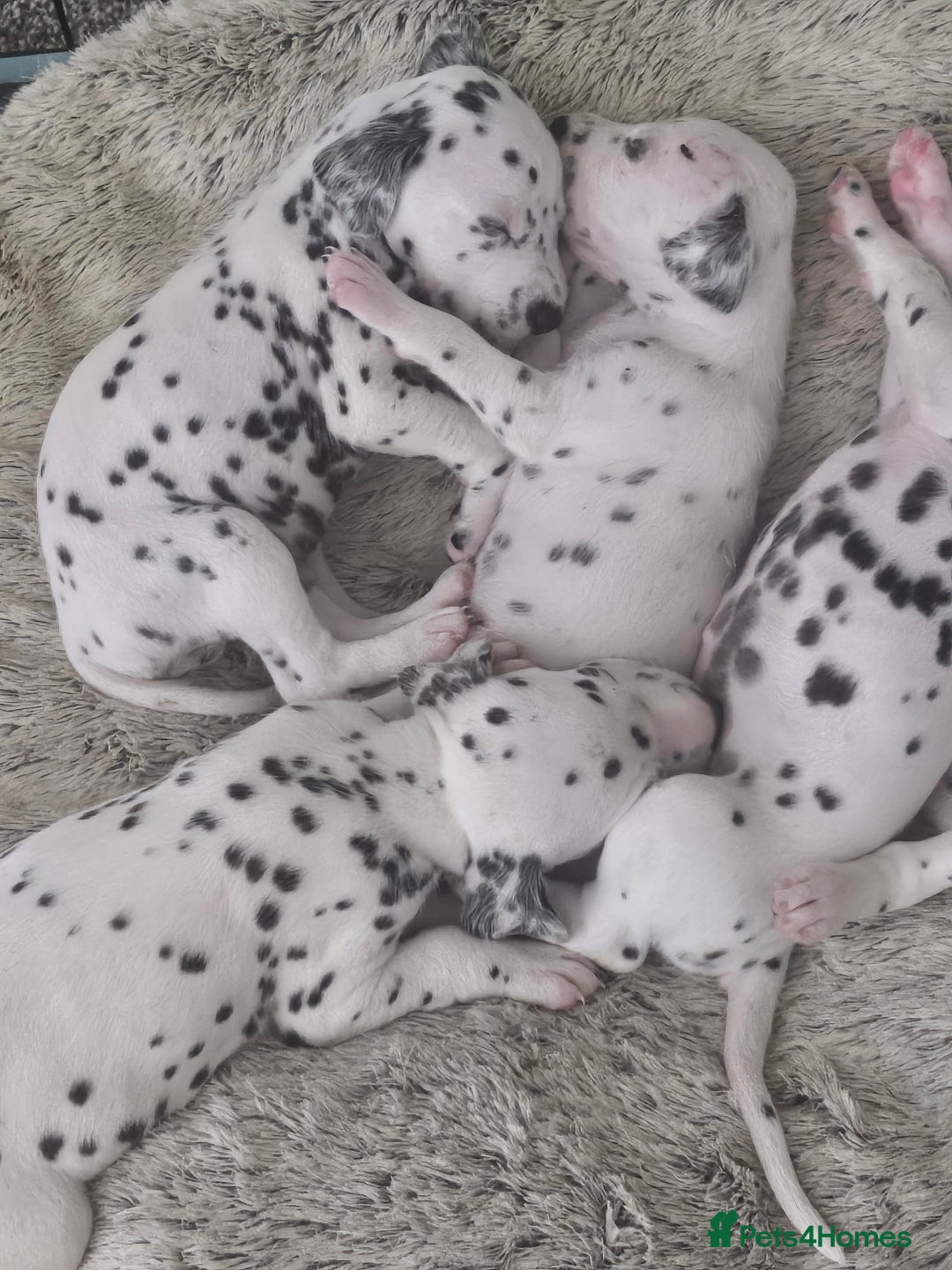 Dalmatian dogs for sale: Gorgeous dalmatian puppies  - Image 5