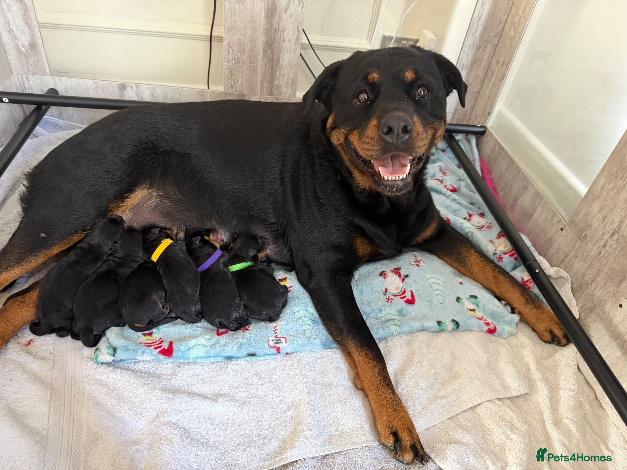 Rottweiler dogs Beautiful German bloodline Rottweiler puppies - Advert 3