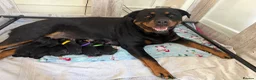 Rottweiler dogs for sale: Beautiful German bloodline Rottweiler puppies - Advert 1