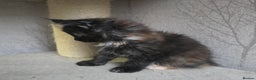 Maine Coon cats for sale: Amazing Large Purebred Maine Coon Kittens - Advert 7