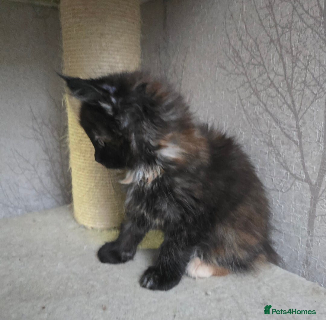 Maine Coon cats for sale: Amazing Large Purebred Maine Coon Kittens - Advert 7