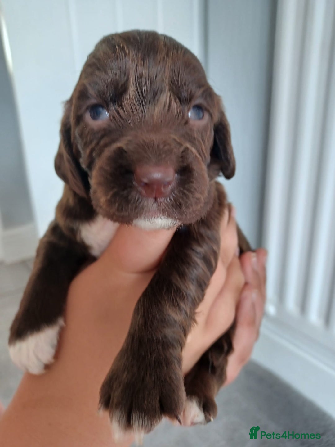 Cocker Spaniel dogs for sale: Kc registered cocker spaniel puppies - Image 13