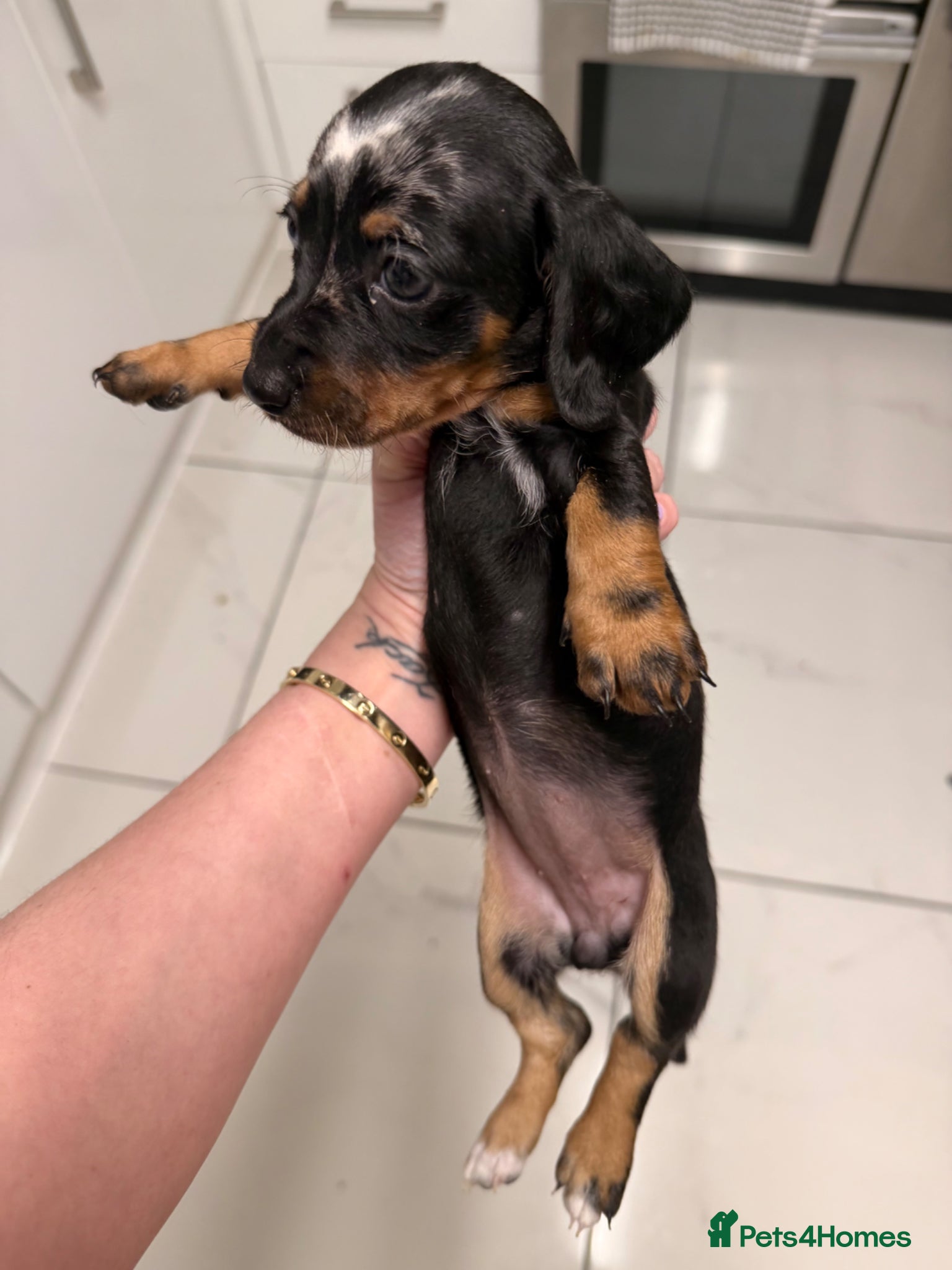 Dachshund dogs Miniature dachshunds  - Advert 10