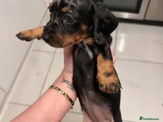 Dachshund dogs Miniature dachshunds - Advert 10