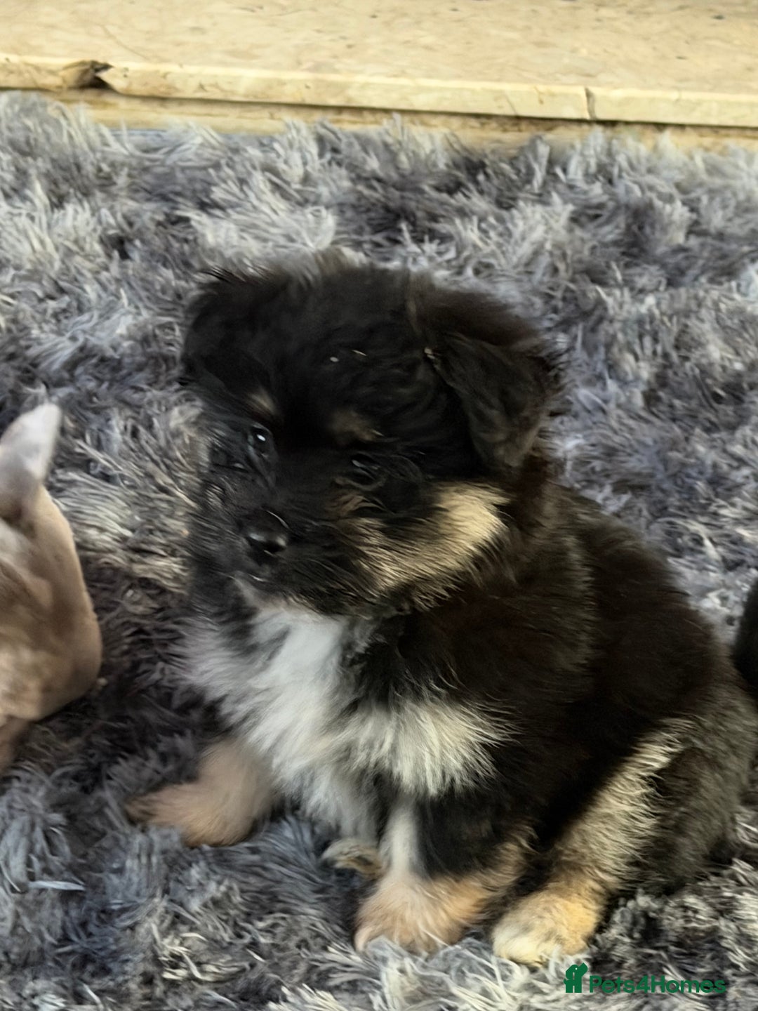 Mixed Breed dogs for sale: Maltese cross Pomeranian puppy - Advert 3