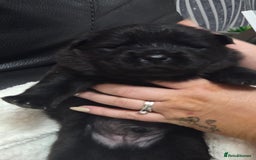 Chow Chow dogs for sale: Chow chow puppies - Advert 8