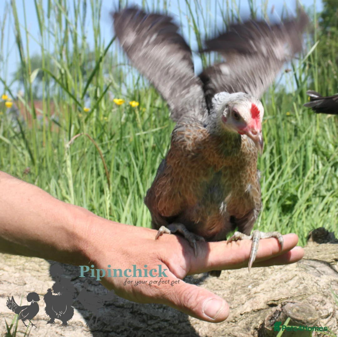 Chickens poultry for sale: Chickens For Sale, Various Breeds - Advert 6