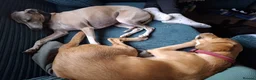 Cockerdor dogs for sale: Cockerdor for forever home - Advert 5