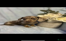 Miniature Dachshund dogs for sale: Miniature dachshund - Advert 3