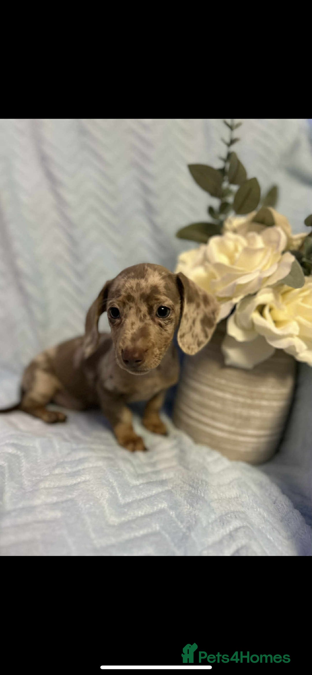 Miniature Dachshund dogs for sale: Miniature dachshund - Advert 3