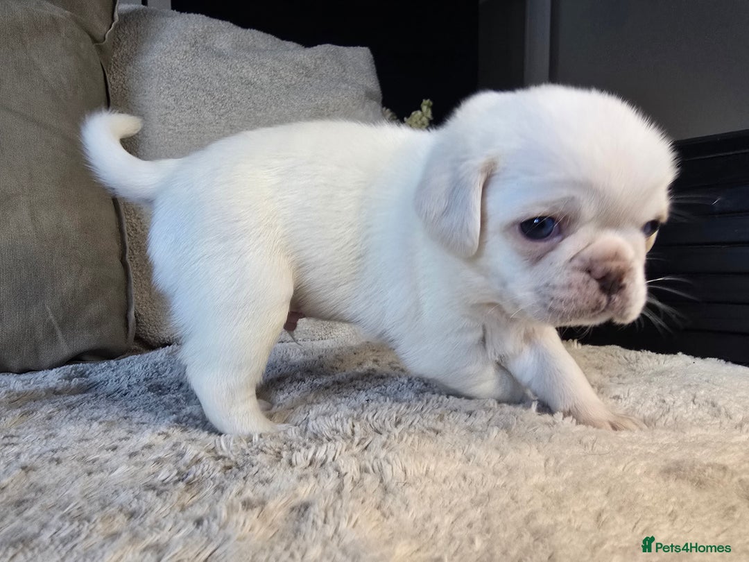 Pug dogs for sale: Beautiful Pug Puppies  - Advert 8