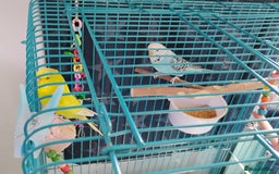 Budgerigars birds for sale: 2 Budgies and Cage - Image 6