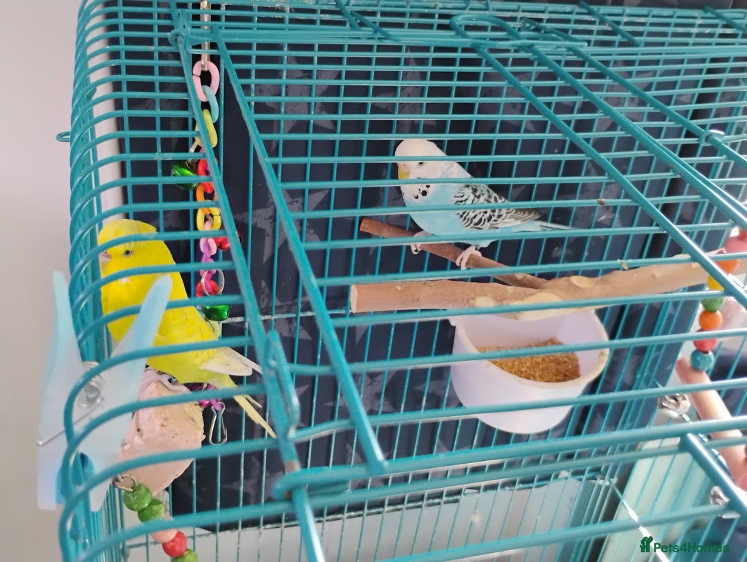Budgerigars birds for sale: 2 Budgies and Cage - Image 6