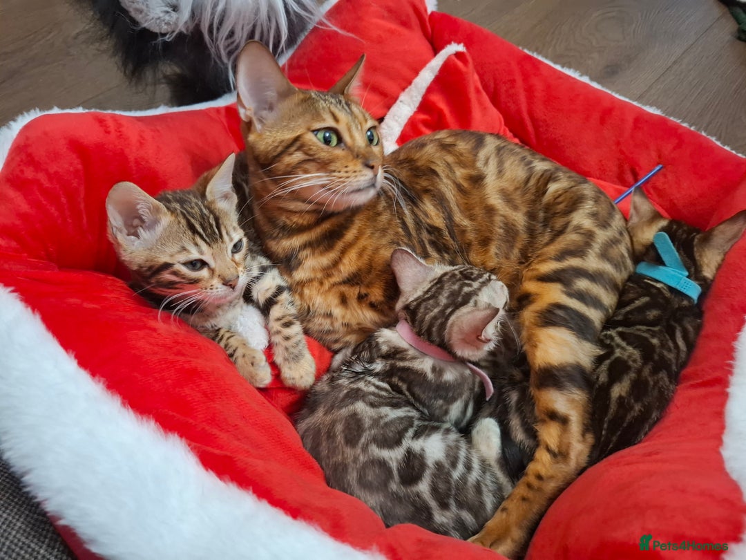 Bengal cats for sale: Last stunning Blue pure bengal kitten available! - Advert 6