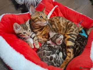 Bengal cats Stunning Blue pure bengal kittens - Advert 2
