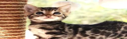 Bengal cats for sale: CUTE BENGAL FEMALE (TICA REG) - Advert 19
