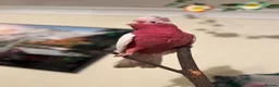 Parrots birds for sale: Rare Galah Lutino male  - Advert 1
