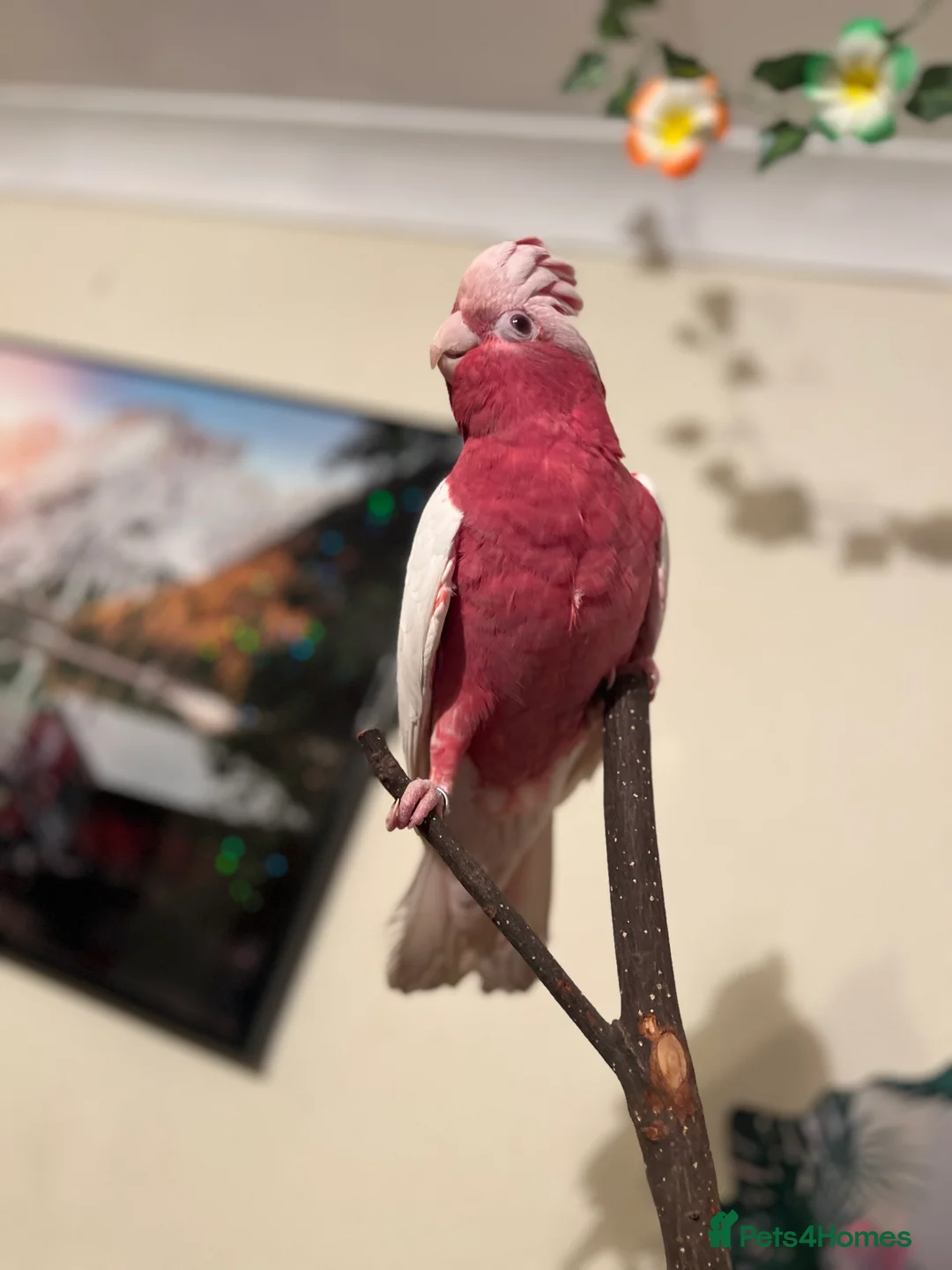 Parrots birds for sale: Rare Galah Lutino male  - Advert 1