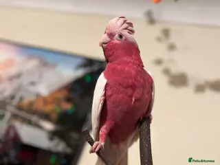 Parrots birds Rare Galah Lutino male - Advert 1