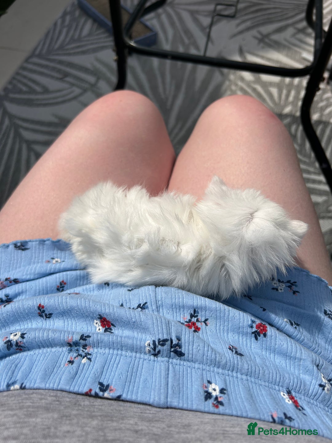 Ragdoll cats for sale: Turkish Angora/Ragdoll pure white kitten x - Image 4