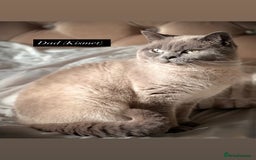 British Shorthair cats for sale: RARE lilac spot/blue British shorthair kittens - Image 14