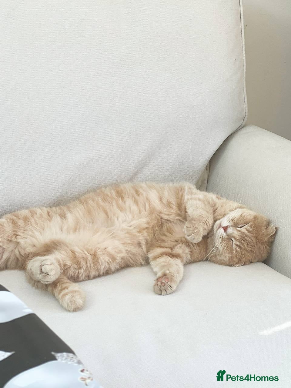 Scottish Fold cats Mum is Scottish fold, dad is British straight  - Advert 1