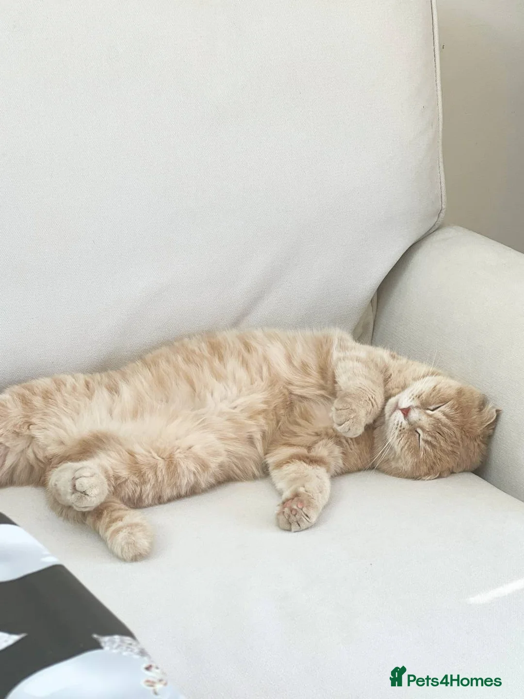 Scottish Fold cats for sale: Mum is Scottish fold, dad is British straight  - Advert 1