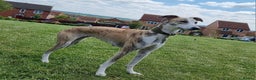 Lurcher dogs for stud: Merle lurcher for stud  in Rotherham - Advert 13