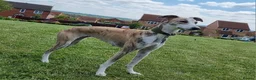 Lurcher dogs for stud: Merle lurcher for stud  in Rotherham - Advert 13