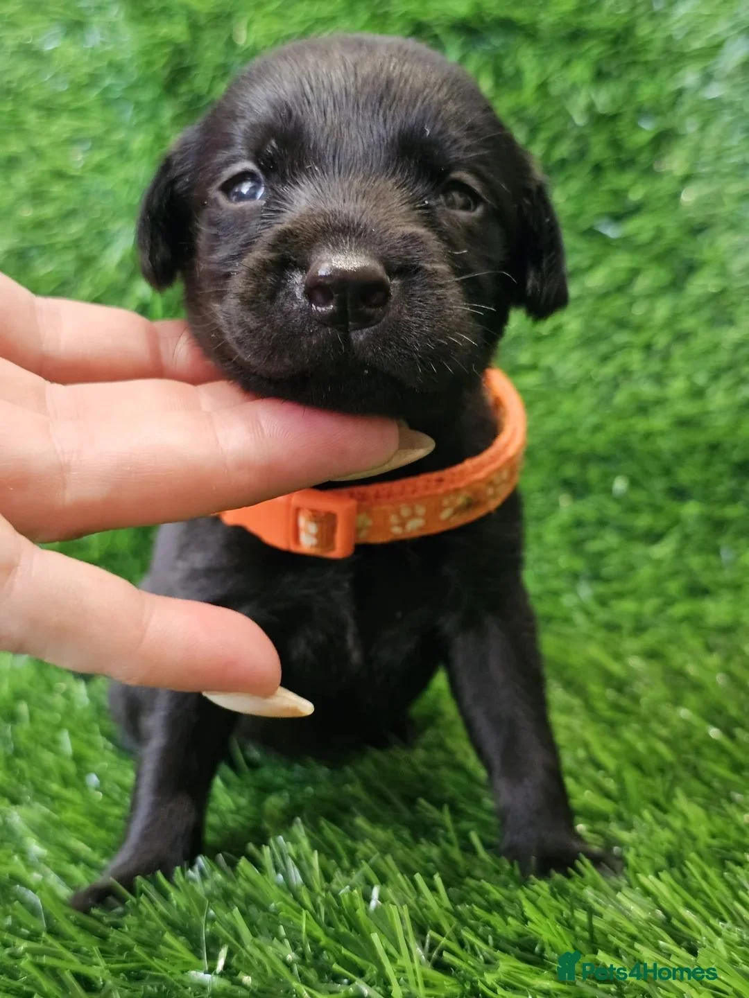 Labrador Retriever dogs for sale: Beautiful Labrador Puppies Ready for Loving Homes in Hull - Advert 4