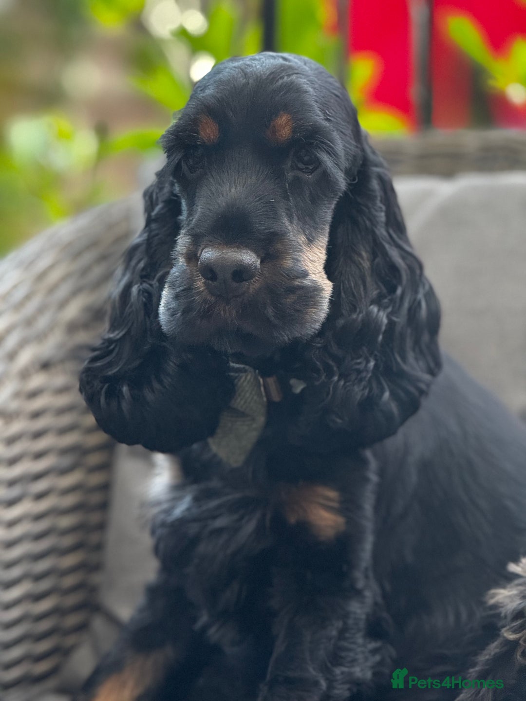 Cocker Spaniel dogs for sale: Stunning show type cocker spaniel boy - Image 3