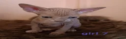 Sphynx cats for sale: Beautiful Sphynx kittens for sale in Leeds - Advert 19