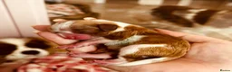 Cavalier King Charles Spaniel dogs for sale: Stunning cavalier boys  - Advert 10