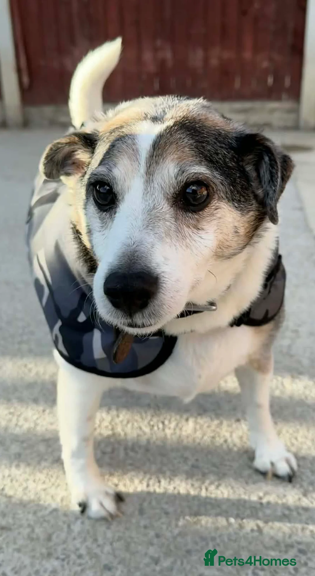 Jack Russell dogs for adoption: Basil & Ted want a new forever home together - Advert 4