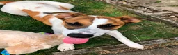 Mixed Breed dogs for adoption: Jillie 🐾 in Beverley - Advert 4