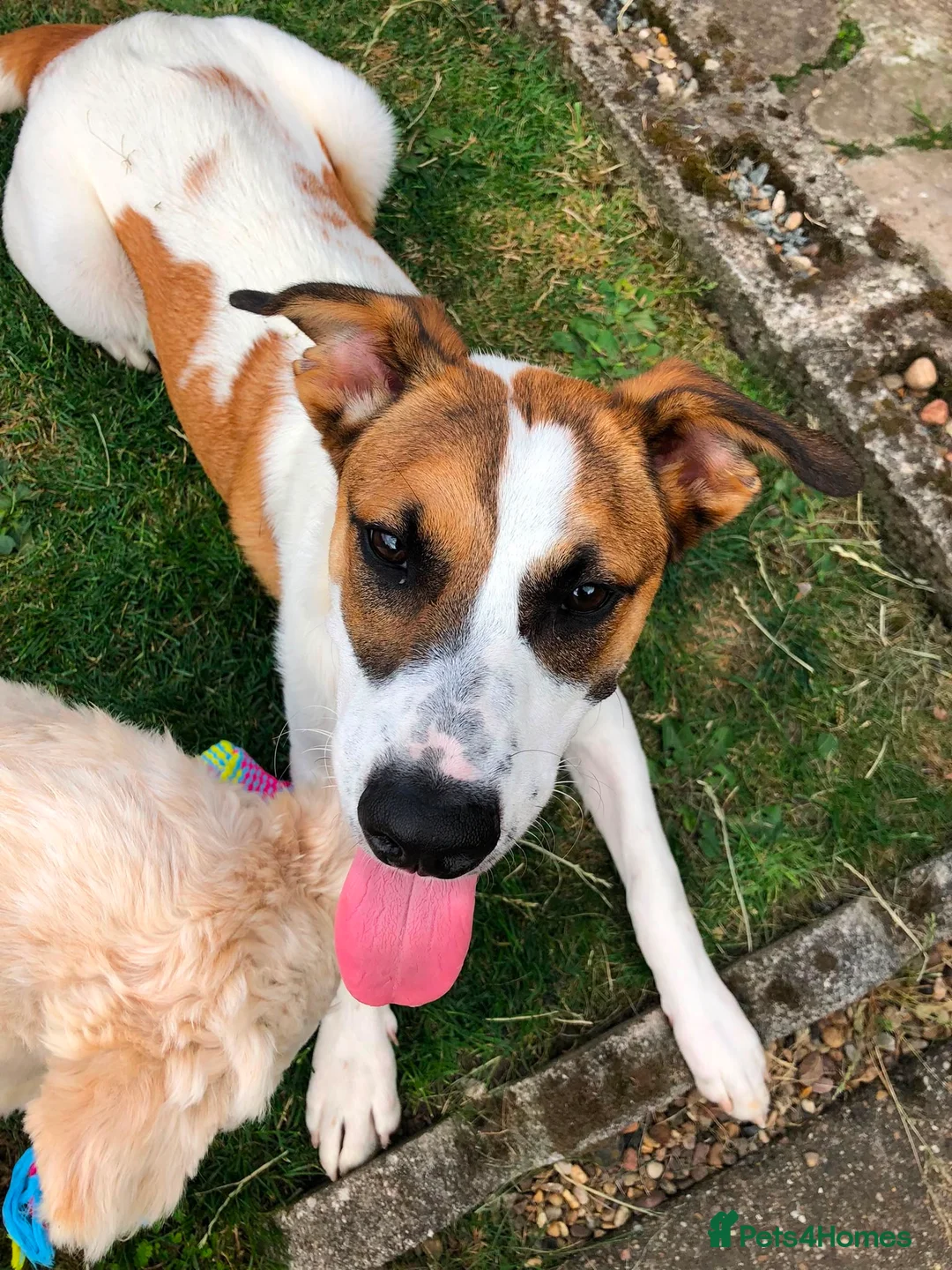 Mixed Breed dogs for adoption: Jillie 🐾 in Beverley - Advert 4