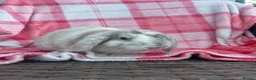 Mini Lop rabbits for sale: Mini-Lop 10 week old baby rabbits in Braintree - Advert 2