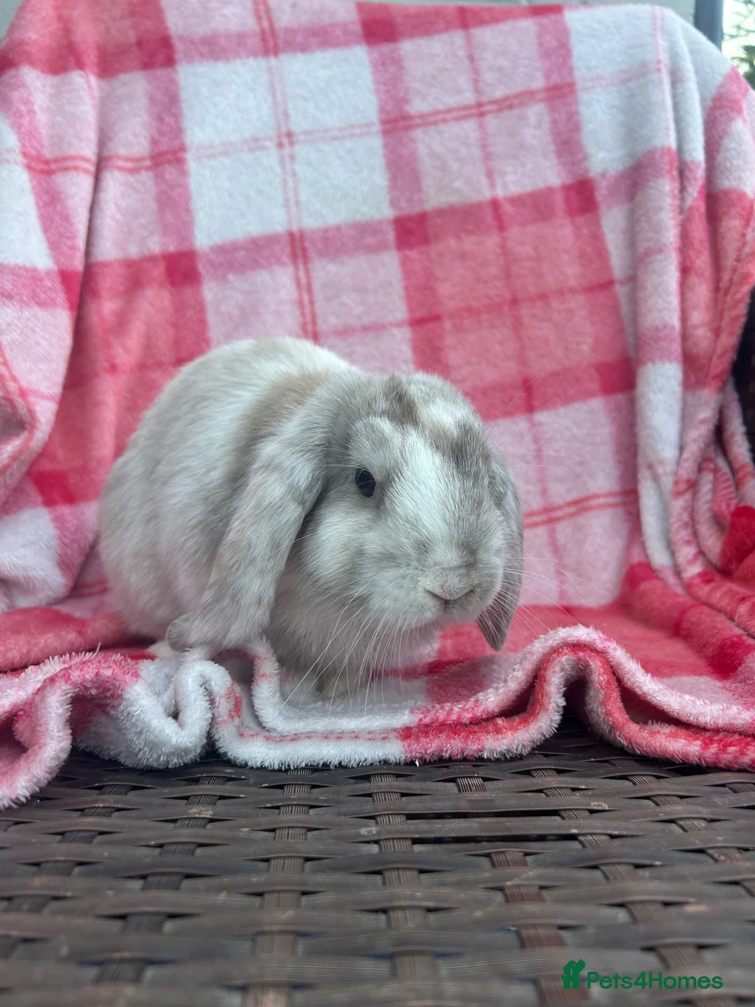 Mini Lop rabbits for sale: Mini-Lop 10 week old baby rabbits in Braintree - Advert 2