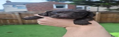 Cocker Spaniel 2