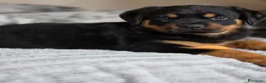 Rottweiler Puppy 2